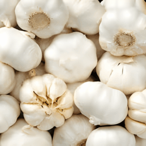 Fresh whole garlic bulbs for food and culinary use